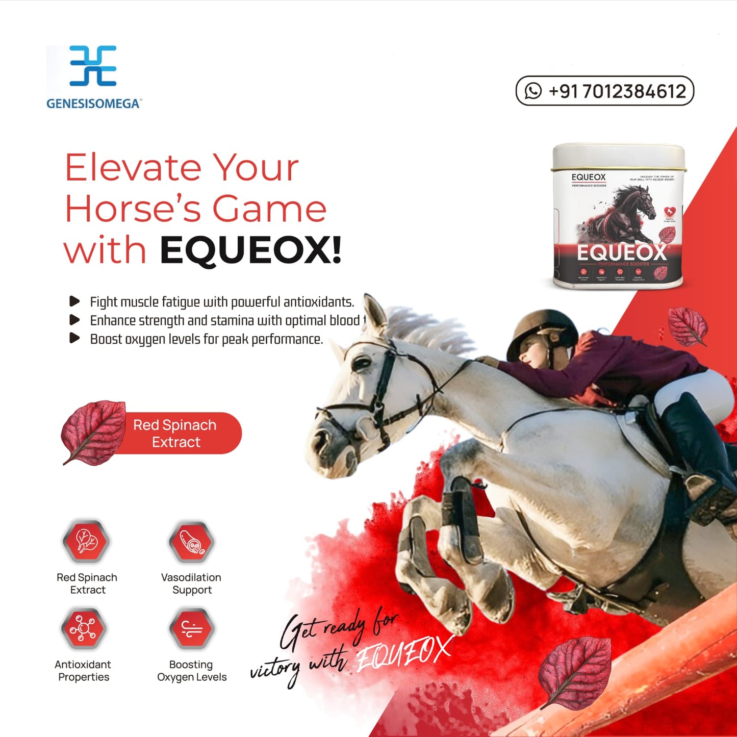 EQUEOX PERFORMANCE FOOSTER FOR HORSE