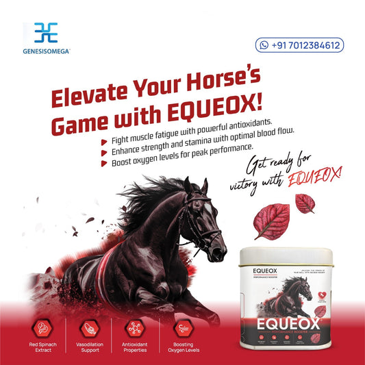 EQUEOX PERFORMANCE FOOSTER FOR HORSE